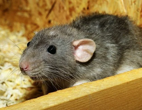 rat-female-color-rat-3534317-qcw04b79fo5iogbpqhj284v3cv4s1a24r1vi926ecy